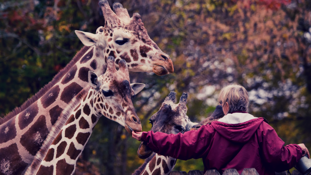 how-to-become-an-animal-keeper-bachelor-s-degree-in-zoo-science